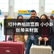 特种养殖致富路 小小豚鼠带来财富(图2) 特种养殖致富路 小小豚鼠带来财富(图2)