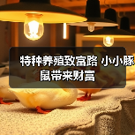 特种养殖致富路 小小豚鼠带来财富(图4) 特种养殖致富路 小小豚鼠带来财富(图4)