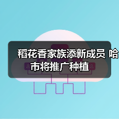 稻花香家族添新成员 哈市将推广种植(图3) 稻花香家族添新成员 哈市将推广种植(图3)