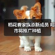 稻花香家族添新成员 哈市将推广种植(图1) 稻花香家族添新成员 哈市将推广种植(图1)