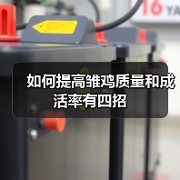 如何提高雏鸡质量和成活率有四招（图3）