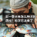 新一季大米怎么种才抗病虫?科学方法来了(图1) 新一季大米怎么种才抗病虫?科学方法来了(图1)