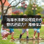 海藻水溶肥如何提升作物抗逆能力?海缘葆2号助增产(图2) 海藻水溶肥如何提升作物抗逆能力?海缘葆2号助增产(图2)