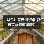 彩色蔬菜：紫色油菜引领健康饮食新趋势-绿源新宇生物有机肥官网