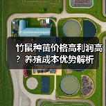 竹鼠养殖利润高，为何种苗贵却值得投资？-绿源新宇生物有机肥官网