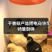 干香菇产地搭电商快车 销量翻倍（图1）