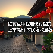 红薯复种栽培模式提前上市提价 农民增收显著（图3）