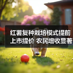 红薯复种栽培模式提前上市提价 农民增收显著（图4）