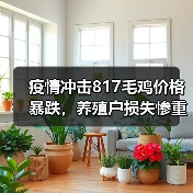 疫情冲击817毛鸡价格暴跌,养殖户损失惨重(图1) 疫情冲击817毛鸡价格暴跌,养殖户损失惨重(图1)