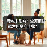霜冻未影响！金河镇甘蔗为何高产丰收？（图1）