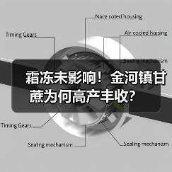霜冻未影响！金河镇甘蔗为何高产丰收？（图3）