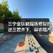 三宁金钛能提质修复抗逆三管齐下，蒜农增产增收有保障（图1）