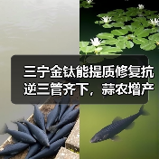 三宁金钛能提质修复抗逆三管齐下，蒜农增产增收有保障（图2）