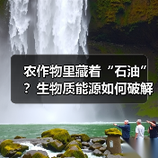 农作物里藏着“石油”?生物质能源如何破解能源危机(图2) 农作物里藏着“石油”?生物质能源如何破解能源危机(图2)
