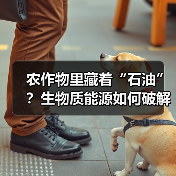 农作物里藏着“石油”?生物质能源如何破解能源危机(图3) 农作物里藏着“石油”?生物质能源如何破解能源危机(图3)