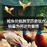 鲍鱼价格跌至历史低点 销量为何逆势暴增(图4) 鲍鱼价格跌至历史低点 销量为何逆势暴增(图4)