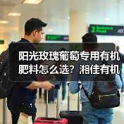 阳光玫瑰葡萄专用有机肥料怎么选？湘佳有机肥助丰收（图1）