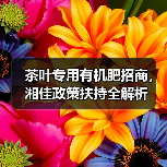茶叶专用有机肥招商，湘佳政策扶持全解析（图2）