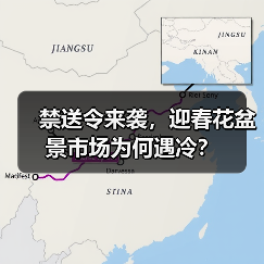 禁送令来袭,迎春花盆景市场为何遇冷?(图1) 禁送令来袭,迎春花盆景市场为何遇冷?(图1)