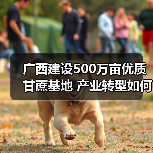 广西建设500万亩优质甘蔗基地 产业转型如何推动糖业升级？（图2）