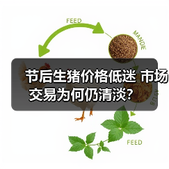 节后生猪价格低迷 市场交易为何仍清淡？（图2）