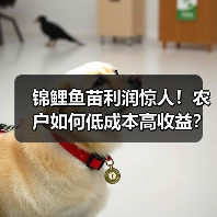 锦鲤鱼苗利润惊人!农户如何低成本高收益?(图3) 锦鲤鱼苗利润惊人!农户如何低成本高收益?(图3)