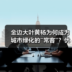 金边大叶黄杨为何成为城市绿化的 金边大叶黄杨为何成为城市绿化的