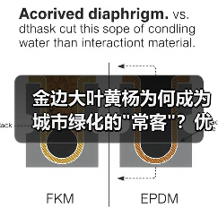 金边大叶黄杨为何成为城市绿化的 金边大叶黄杨为何成为城市绿化的