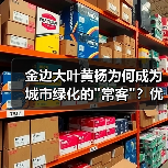 金边大叶黄杨为何成为城市绿化的 金边大叶黄杨为何成为城市绿化的