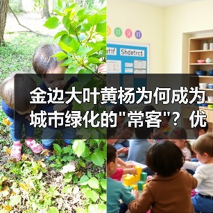 金边大叶黄杨为何成为城市绿化的 金边大叶黄杨为何成为城市绿化的