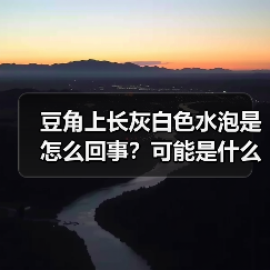 豆角上长灰白色水泡是怎么回事？可能是什么病？（图1）