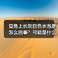 豆角上长灰白色水泡是怎么回事？可能是什么病？（图3）
