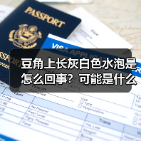 豆角上长灰白色水泡是怎么回事？可能是什么病？（图2）
