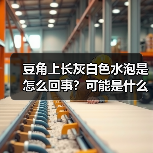 豆角上长灰白色水泡是怎么回事？可能是什么病？（图4）