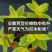 安徽黄豆价格稳中有升 严寒天气为何未影响?(图3) 安徽黄豆价格稳中有升 严寒天气为何未影响?(图3)
