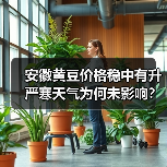 安徽黄豆价格稳中有升 严寒天气为何未影响?(图2) 安徽黄豆价格稳中有升 严寒天气为何未影响?(图2)
