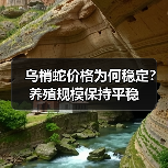 乌梢蛇价格为何稳定?养殖规模保持平稳(图2) 乌梢蛇价格为何稳定?养殖规模保持平稳(图2)