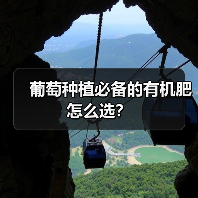 葡萄种植必备的有机肥怎么选?(图2) 葡萄种植必备的有机肥怎么选?(图2)
