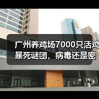 广州养鸡场7000只活鸡暴死谜团,病毒还是密度过高成因?(图2) 广州养鸡场7000只活鸡暴死谜团,病毒还是密度过高成因?(图2)