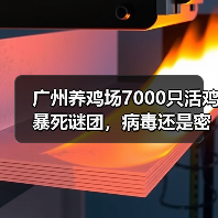 广州养鸡场7000只活鸡暴死谜团,病毒还是密度过高成因?(图3) 广州养鸡场7000只活鸡暴死谜团,病毒还是密度过高成因?(图3)