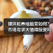 银环蛇养殖前景如何?市场需求大值得投资吗? 银环蛇养殖前景如何?市场需求大值得投资吗?