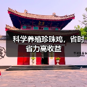 科学养殖珍珠鸡,省时省力高收益(图1) 科学养殖珍珠鸡,省时省力高收益(图1)