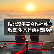 陕北汉子靠合作社养羊致富 生态养殖+网络销售创收新路(图2) 陕北汉子靠合作社养羊致富 生态养殖+网络销售创收新路(图2)