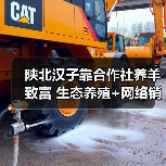 陕北汉子靠合作社养羊致富 生态养殖+网络销售创收新路(图4) 陕北汉子靠合作社养羊致富 生态养殖+网络销售创收新路(图4)