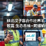 陕北汉子靠合作社养羊致富 生态养殖+网络销售创收新路(图3) 陕北汉子靠合作社养羊致富 生态养殖+网络销售创收新路(图3)