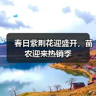 春日紫荆花迎盛开,苗农迎来热销季(图2) 春日紫荆花迎盛开,苗农迎来热销季(图2)