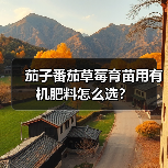 茄子番茄草莓育苗用有机肥料怎么选？（图1）
