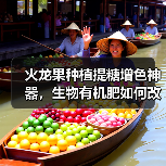 火龙果种植提糖增色神器,生物有机肥如何改良土壤?(图3) 火龙果种植提糖增色神器,生物有机肥如何改良土壤?(图3)