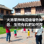 火龙果种植提糖增色神器,生物有机肥如何改良土壤?(图2) 火龙果种植提糖增色神器,生物有机肥如何改良土壤?(图2)