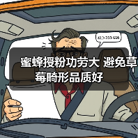 蜜蜂授粉功劳大 避免草莓畸形品质好(图2) 蜜蜂授粉功劳大 避免草莓畸形品质好(图2)